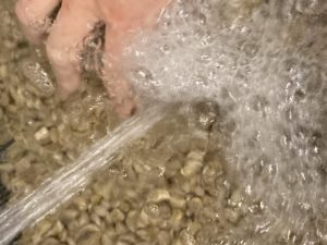 生豆の水洗い