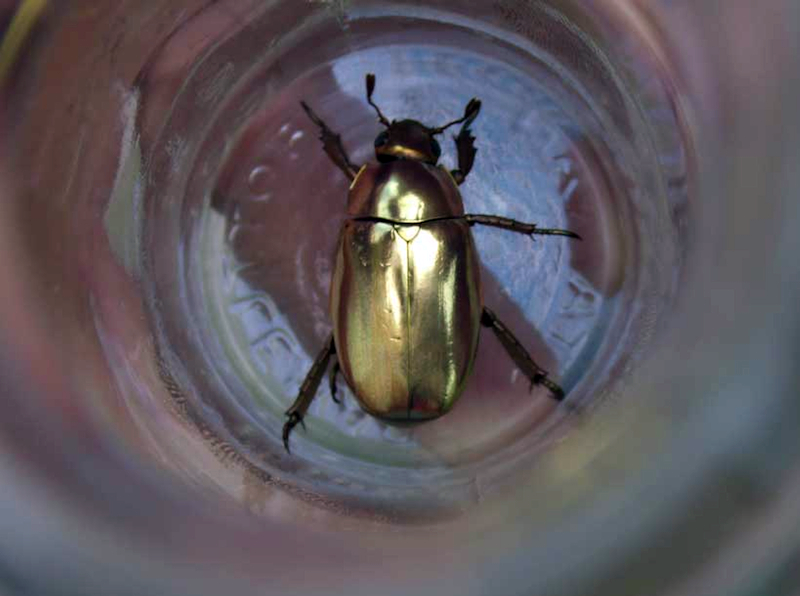 農園に生息する黄金虫。