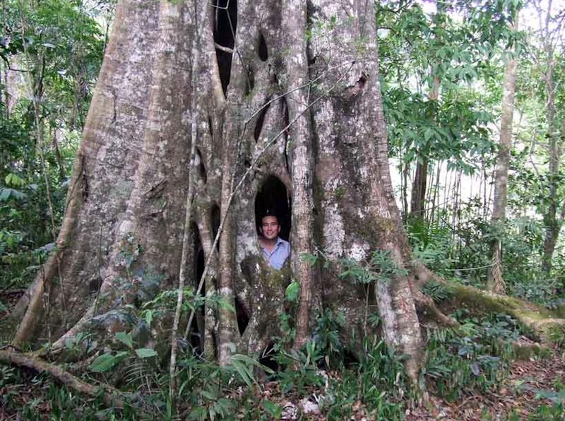 数百年かけて、中が空洞になった大木。