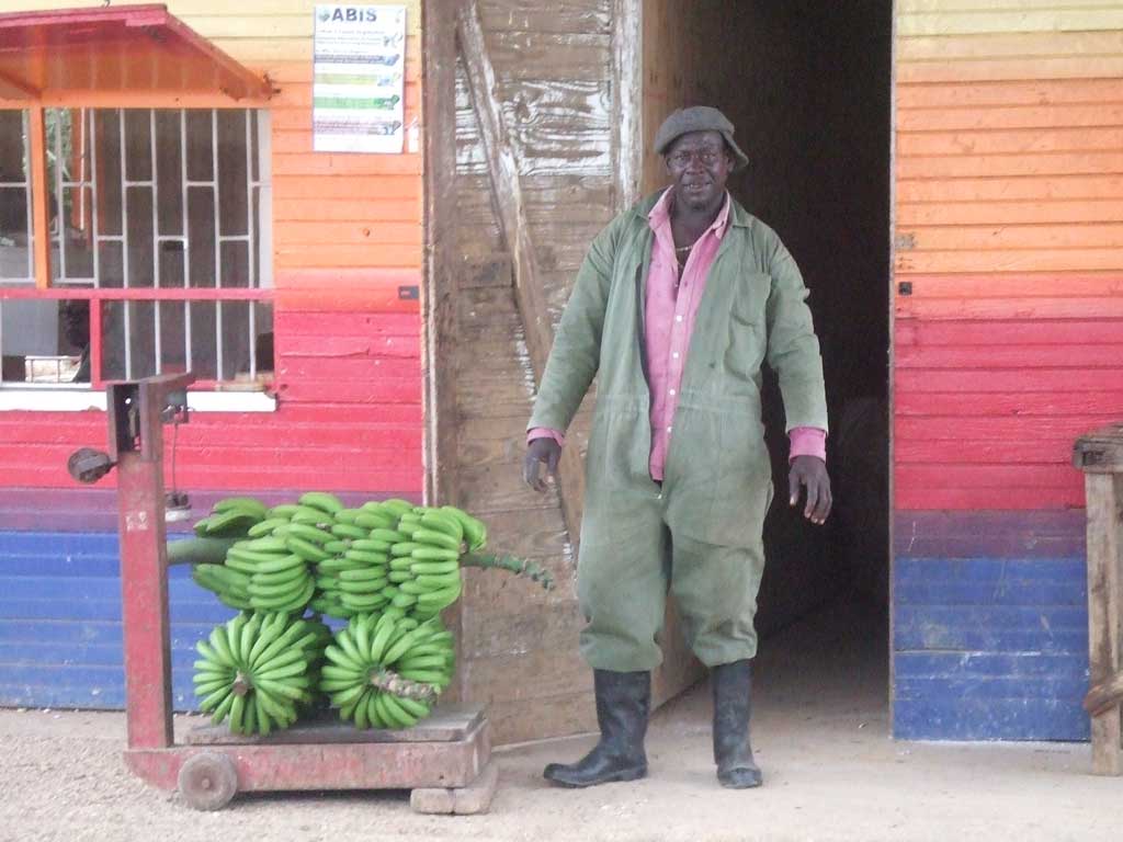 バナナも重要な輸出産品です