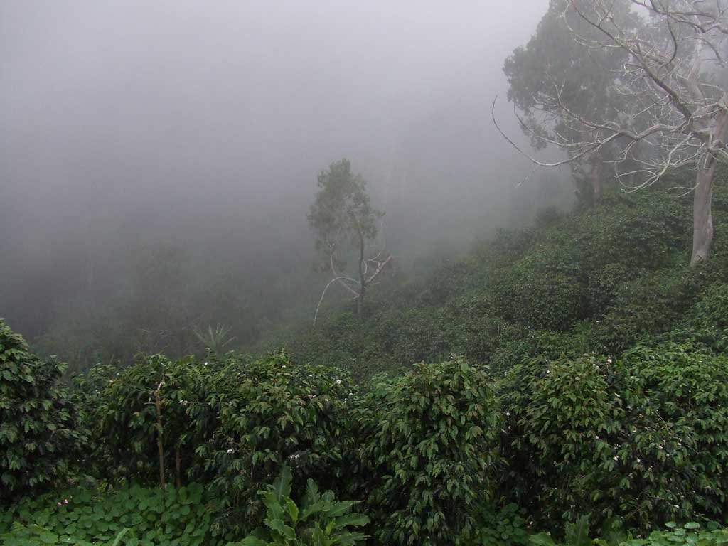 ニューキャッスルから望む首都キングストン